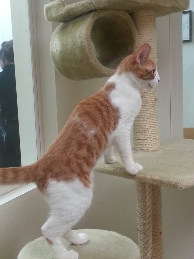 cheeto00