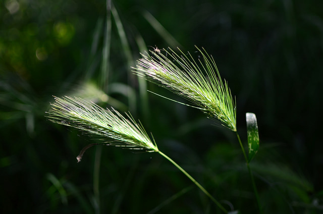 26147522074_8be31f5c28_z