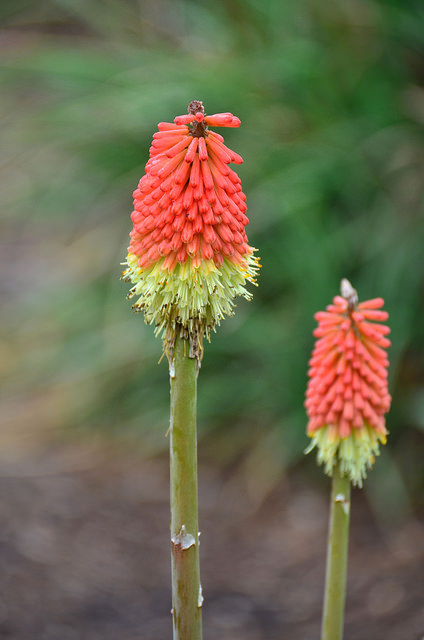 26659755992_a400e75fdb_z